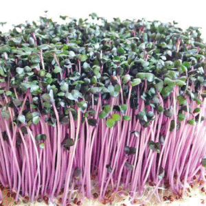 Red Cabbage Microgreens