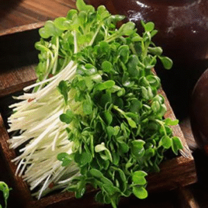 Broccoli Microgreens