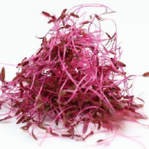 Red Amaranth Microgreens