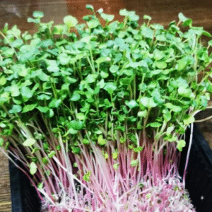 Radish Microgreens
