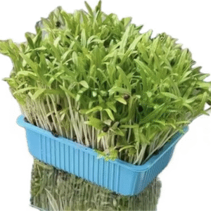 Water Spinach Shoots